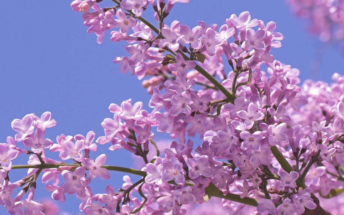 အာနိသင်တိုးမြှင့်ရန် lilac